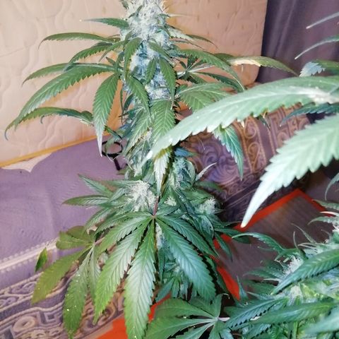 Gorilla#3 growlog photo: Viimesiä kuvia pikkuhiljaa, ennen ku tää proggis loppuu. 