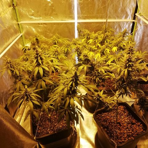 Gorilla#3 growlog photo: Viimesiä kuvia pikkuhiljaa, ennen ku tää proggis loppuu. 