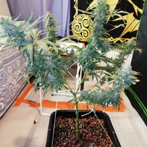Gorilla#3 growlog photo: Viimesiä kuvia pikkuhiljaa, ennen ku tää proggis loppuu. 