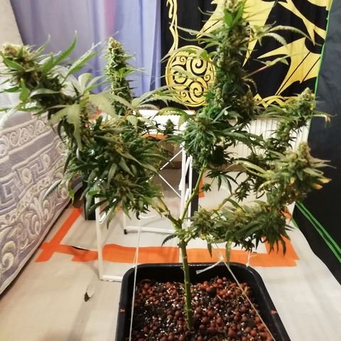 Gorilla#3 growlog photo: Viimesiä kuvia pikkuhiljaa, ennen ku tää proggis loppuu. 
