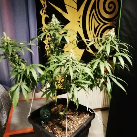 Gorilla#3 growlog photo: Viimesiä kuvia pikkuhiljaa, ennen ku tää proggis loppuu. 