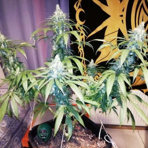 Gorilla#3 growlog photo: Viimesiä kuvia pikkuhiljaa, ennen ku tää proggis loppuu. 
