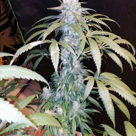 Gorilla#3 growlog photo: Viimesiä kuvia pikkuhiljaa, ennen ku tää proggis loppuu. 