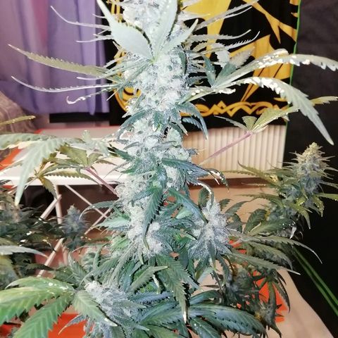 Gorilla#3 growlog photo: Viimesiä kuvia pikkuhiljaa, ennen ku tää proggis loppuu. 