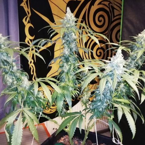 Gorilla#3 growlog photo: Viimesiä kuvia pikkuhiljaa, ennen ku tää proggis loppuu. 