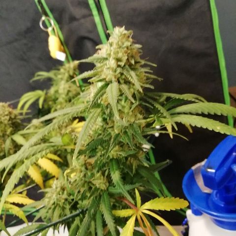 Gorilla#3 growlog photo: Loppu häämöttää😋
