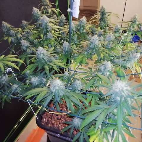 Gorilla#3 growlog photo: Loppu häämöttää😋