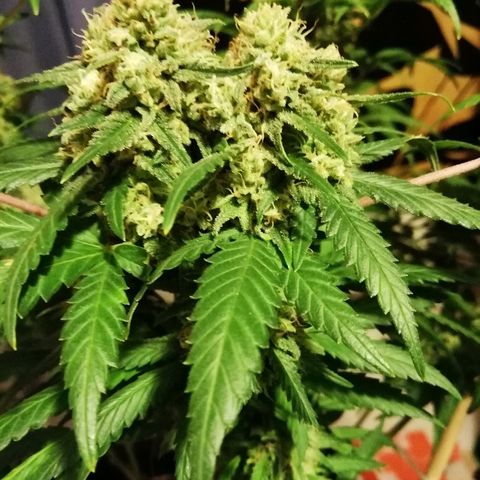 Gorilla#3 growlog photo: Loppu häämöttää😋