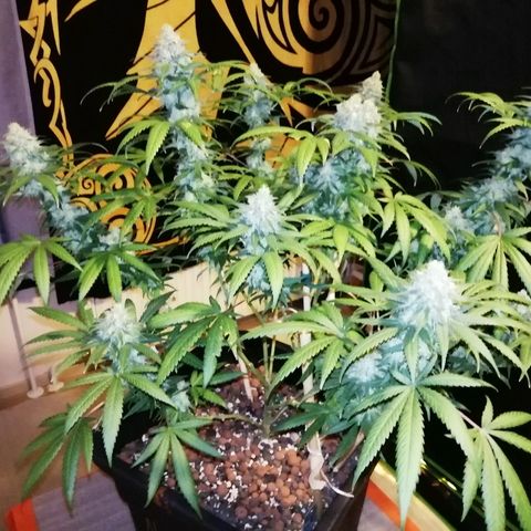 Gorilla#3 growlog photo: Loppu häämöttää😋