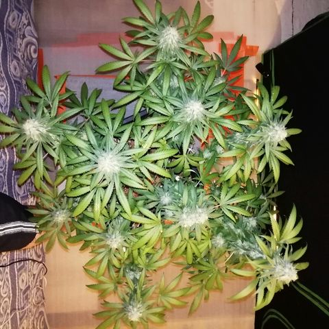Gorilla#3 growlog photo: Loppu häämöttää😋