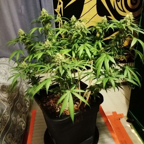 Gorilla#3 growlog photo: Loppu häämöttää😋