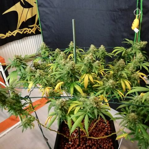 Gorilla#3 growlog photo: Loppu häämöttää😋