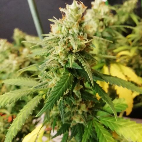 Gorilla#3 growlog photo: Loppu häämöttää😋