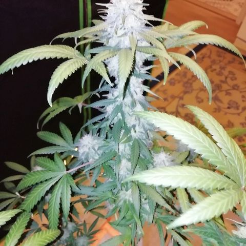 Gorilla#3 growlog photo: Loppu häämöttää😋