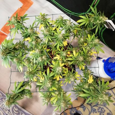 Gorilla#3 growlog photo: Loppu häämöttää😋