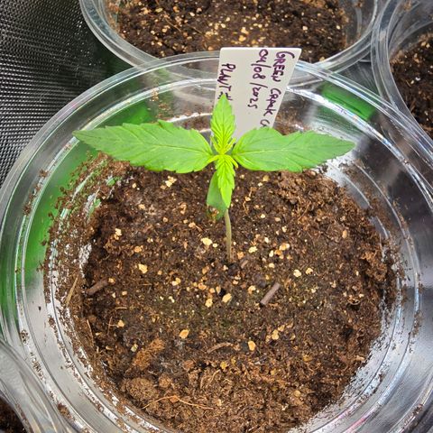 Green Crack (Auto) - Plant #1 growlog timeline photo