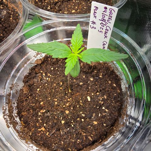 Green Crack (Auto) - Plant #3 growlog timeline photo