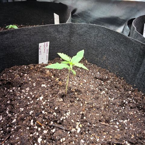 Green Crack (Auto) - Plant #1 growlog photo: Transplanted to 5 Gallon canvas pot. 
