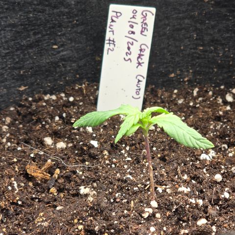Green Crack (Auto) - Plant #2 growlog photo: Transplanted to 5 Gallon canvas pot. 