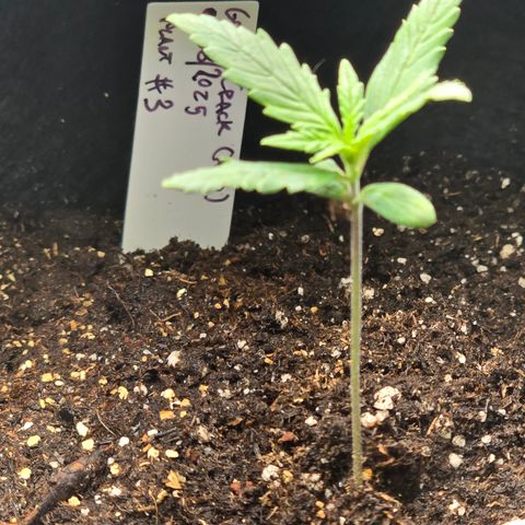 Green Crack (Auto) - Plant #3 growlog timeline photo