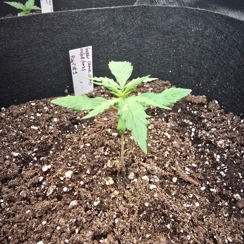 Green Crack (Auto) - Plant #1 growlog timeline photo