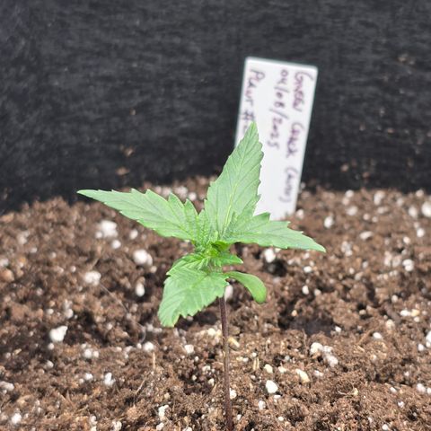 Green Crack (Auto) - Plant #2 growlog timeline photo