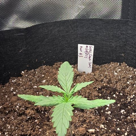 Green Crack (Auto) - Plant #3 growlog timeline photo