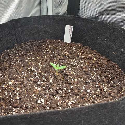 Wilderness Kush - (Photo) growlog photo: Transplanted to 5 Gallon pot