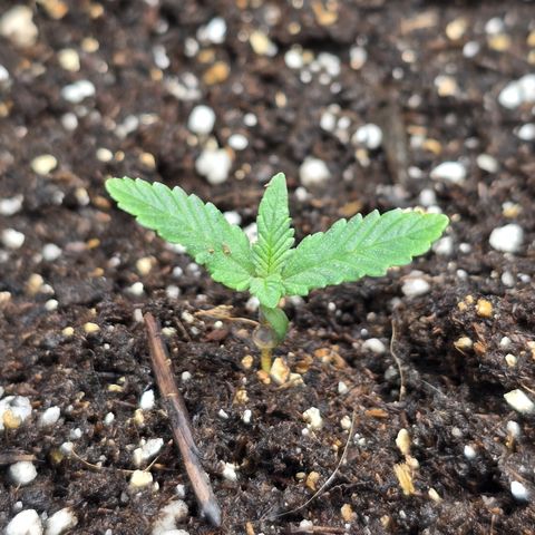 Wilderness Kush - (Photo) growlog photo: Transplanted to 5 Gallon pot
