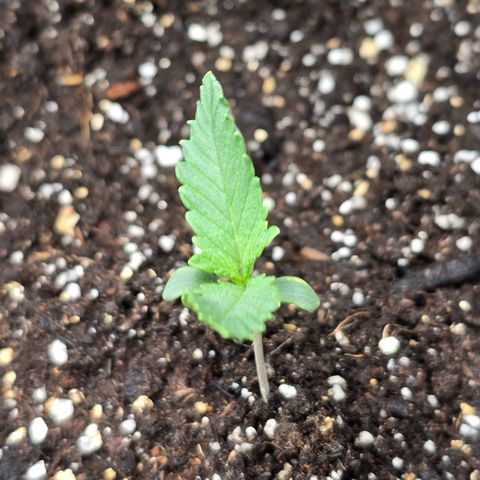 Bruce Banner 2.0 (Photo) - Plant #1 growlog photo: Transplanted to 5 Gallon pot