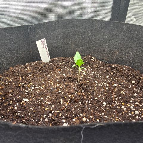 Bruce Banner 2.0 (Photo) - Plant #1 growlog photo: Transplanted to 5 Gallon pot