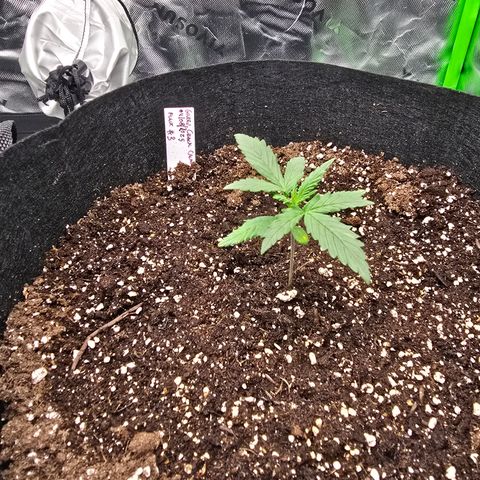 Green Crack (Auto) - Plant #3 growlog timeline photo