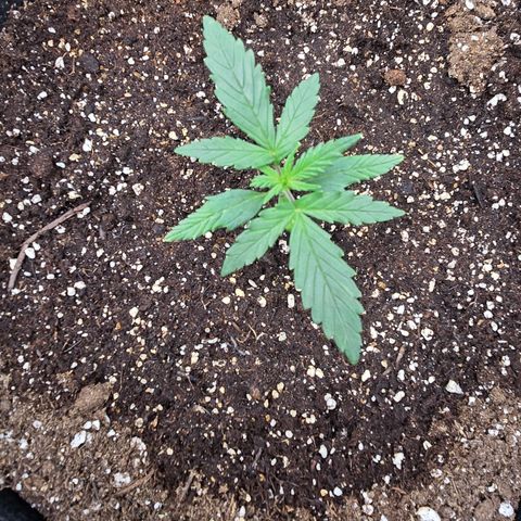 Green Crack (Auto) - Plant #3 growlog timeline photo