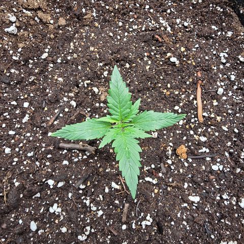 Green Crack (Auto) - Plant #2 growlog timeline photo