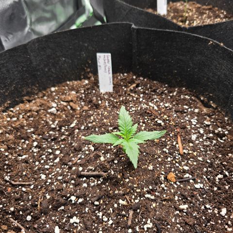 Green Crack (Auto) - Plant #2 growlog timeline photo