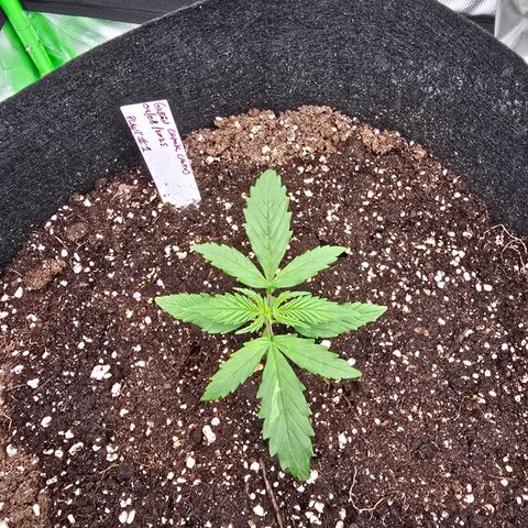 Green Crack (Auto) - Plant #1 growlog timeline photo