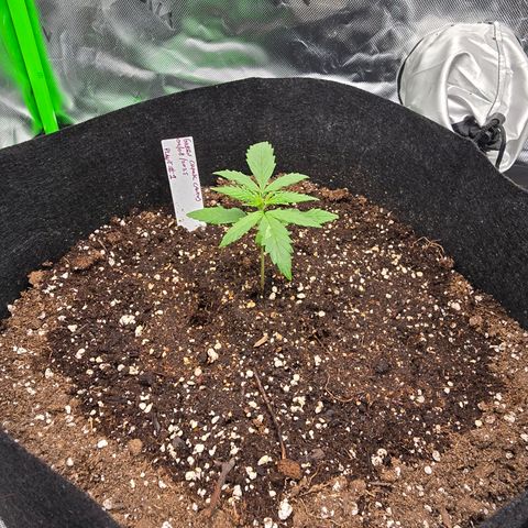Green Crack (Auto) - Plant #1 growlog timeline photo