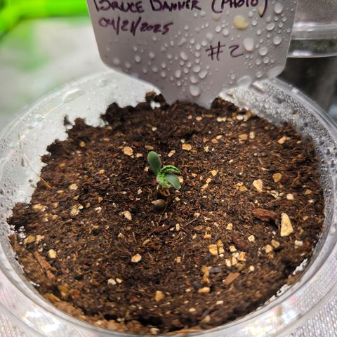 Bruce Banner 2.0 (Photo) - Plant #2 growlog timeline photo
