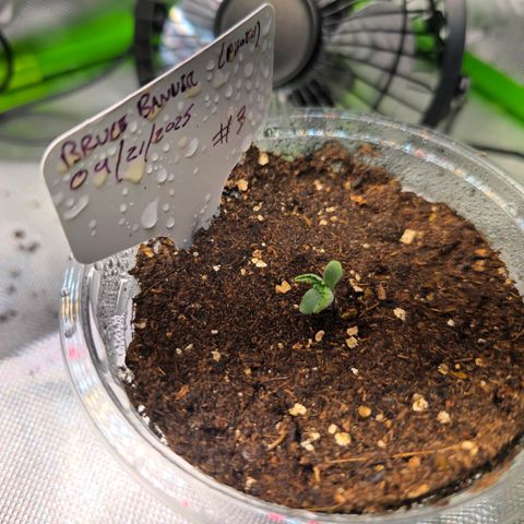 Bruce Banner 2.0 (Photo) - Plant #3 growlog timeline photo