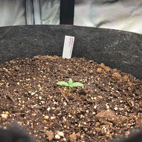 Wilderness Kush - (Photo) growlog timeline photo