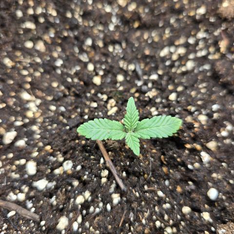 Wilderness Kush - (Photo) growlog timeline photo