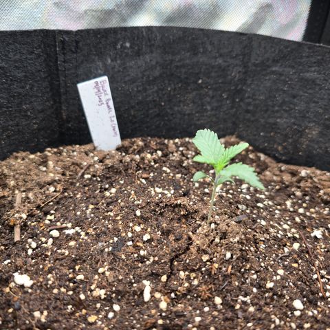 Bruce Banner 2.0 (Photo) - Plant #1 growlog timeline photo