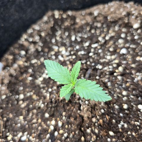 Bruce Banner 2.0 (Photo) - Plant #1 growlog timeline photo