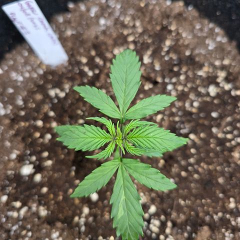 Green Crack (Auto) - Plant #1 growlog timeline photo