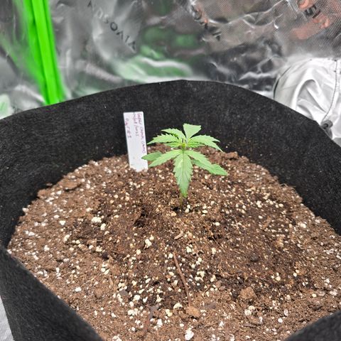 Green Crack (Auto) - Plant #1 growlog timeline photo
