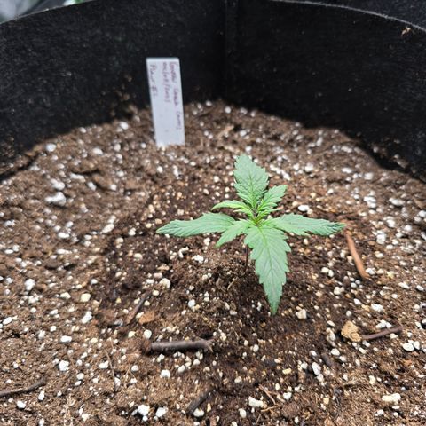 Green Crack (Auto) - Plant #2 growlog timeline photo