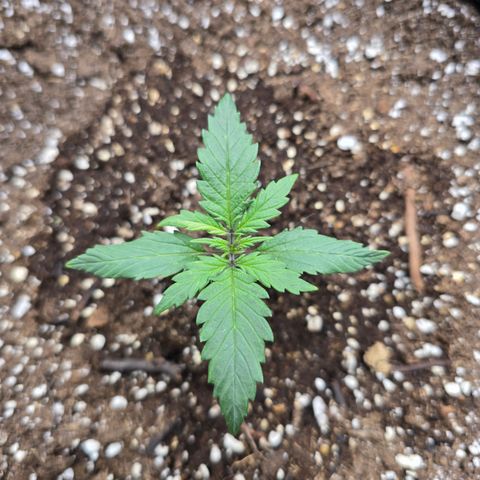 Green Crack (Auto) - Plant #2 growlog timeline photo