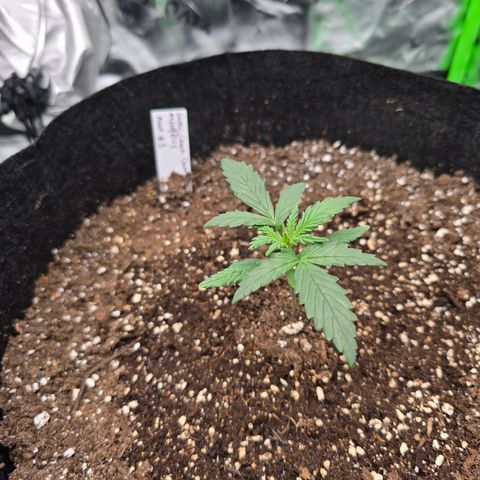 Green Crack (Auto) - Plant #3 growlog timeline photo