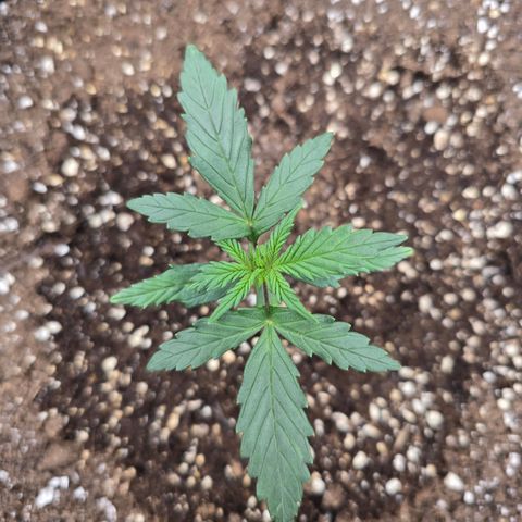 Green Crack (Auto) - Plant #3 growlog timeline photo