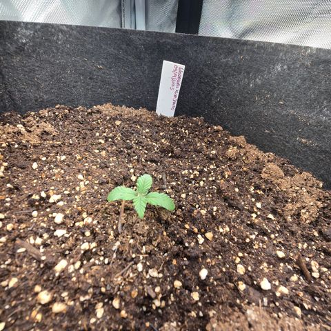 Wilderness Kush - (Photo) growlog timeline photo